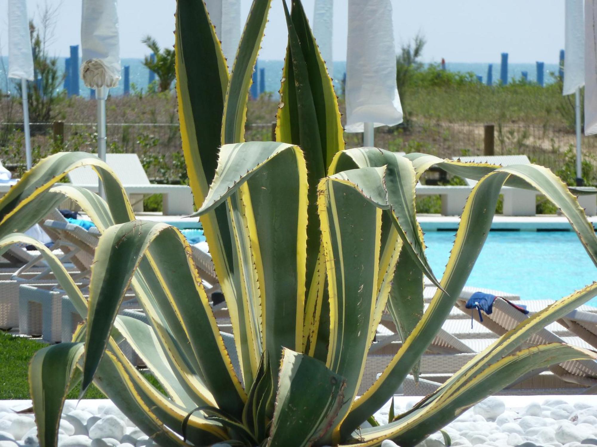 Hotel Mediterraneo Suite&Residence Lido di Jesolo Bagian luar foto